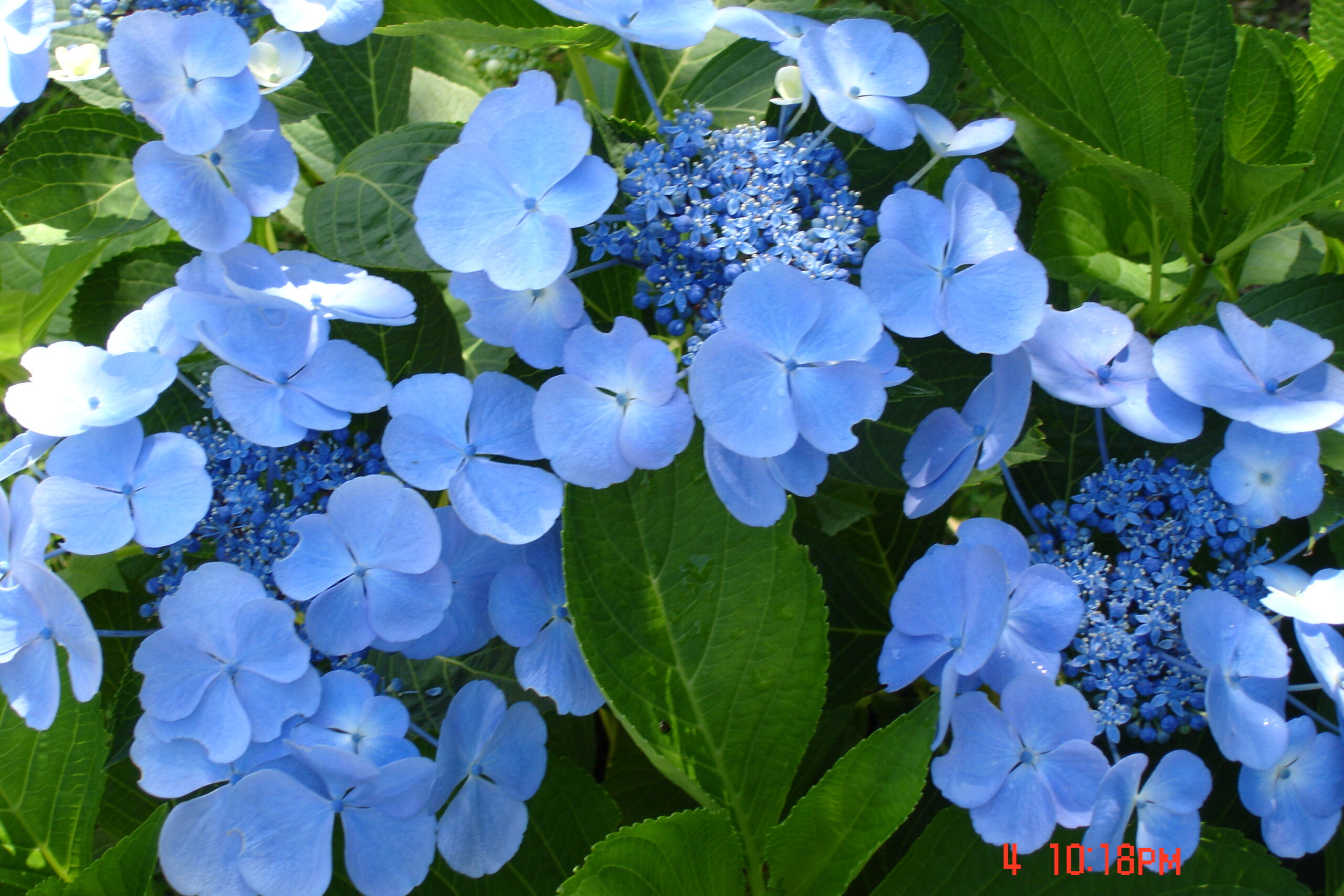 Blauling - Hydrangea macrophylla (Fleurs plates) – Image 4