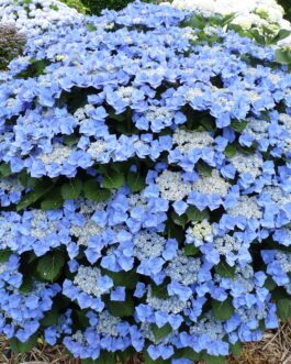 Blaumeise - Hydrangea macrophylla (Fleurs plates)