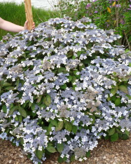 Japonica coerulea - Hydrangea serrata