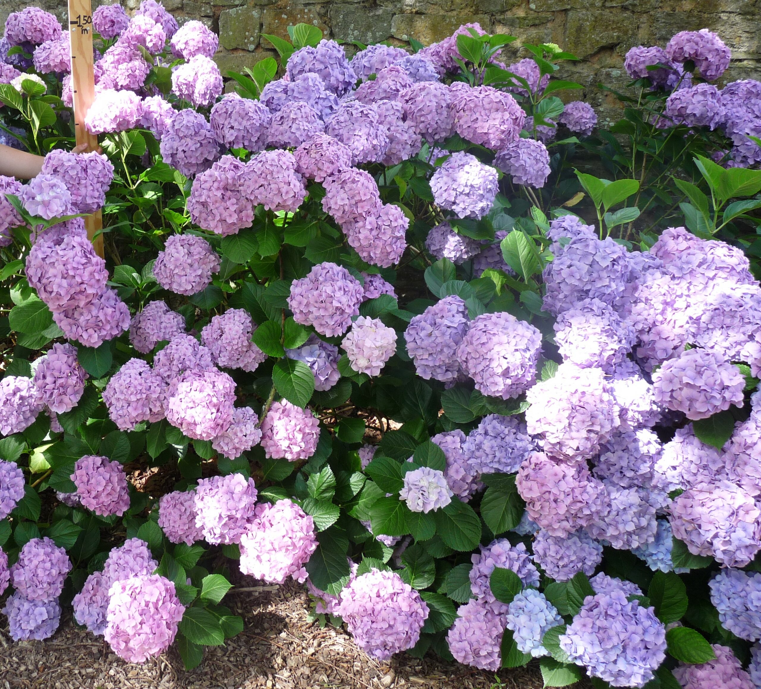 Goliath - Hydrangea macrophylla (Fleurs rondes) – Image 2