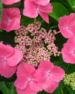 Grasmücke - Hydrangea macrophylla (Fleurs plates)