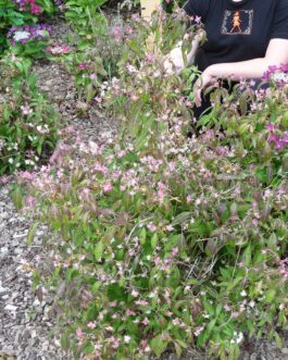 Hakucho - Hydrangea serrata