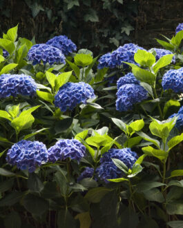 Hamburg - Hydrangea macrophylla (Fleurs rondes)