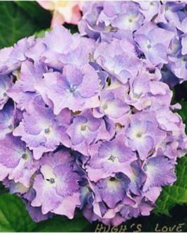 Hugh's Love - Hydrangea macrophylla (Fleurs rondes)