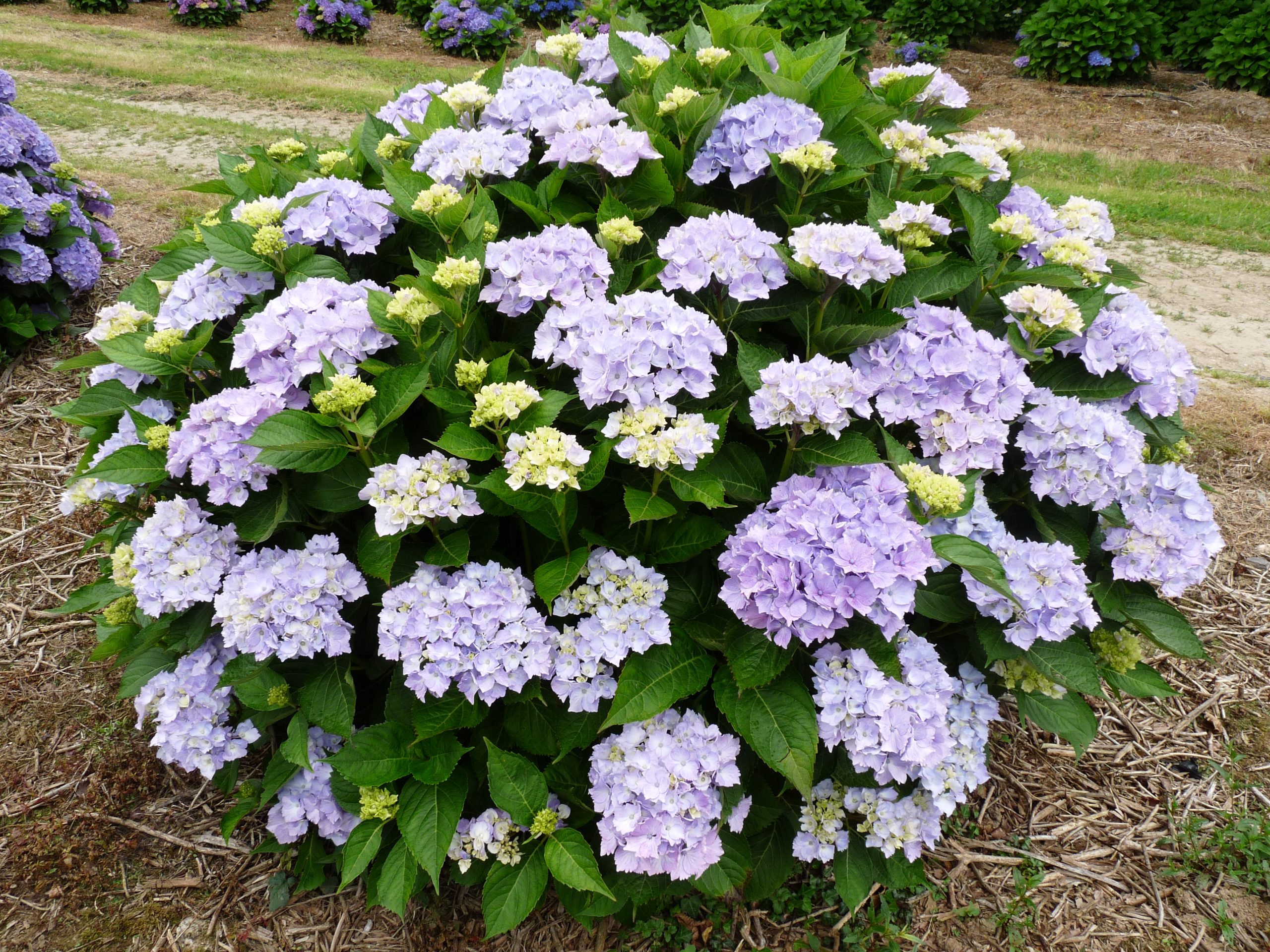 La Marne - Hydrangea macrophylla (Fleurs rondes) – Image 4