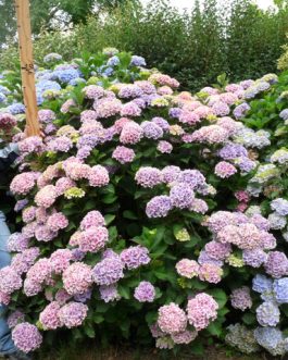 Lady Fujiyo - Hydrangea macrophylla (Fleurs rondes)