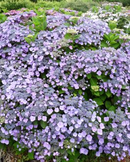 Mousmée - Hydrangea macrophylla (Fleurs plates)