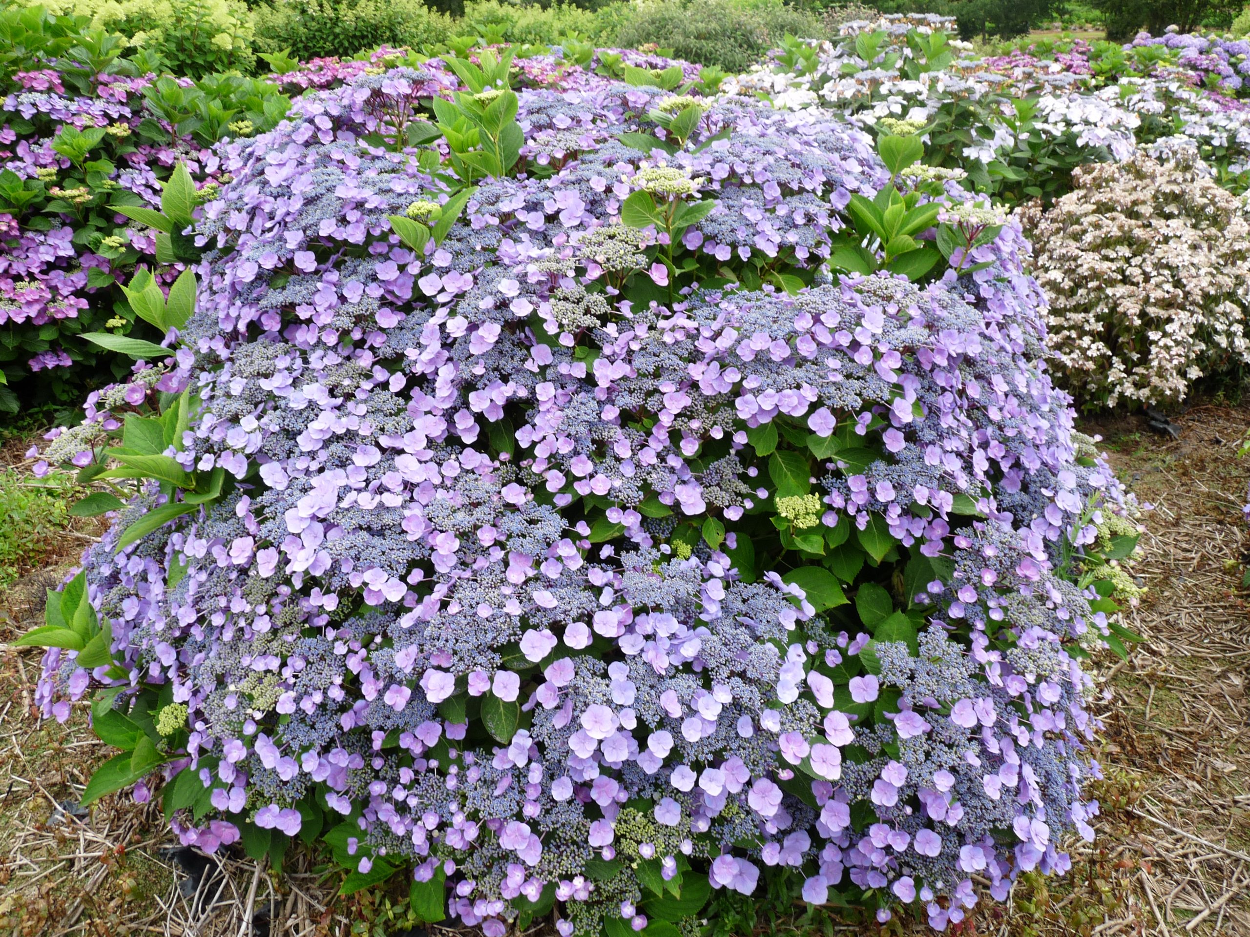 Mousmée - Hydrangea macrophylla (Fleurs plates)