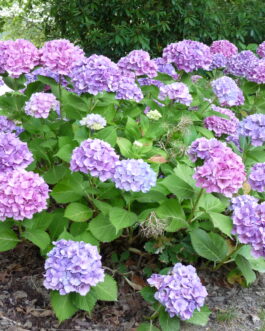 Eric Pellerin - Hydrangea macrophylla (Fleurs rondes)