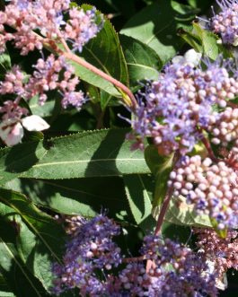 Anthony Bullivant - Hydrangea aspera