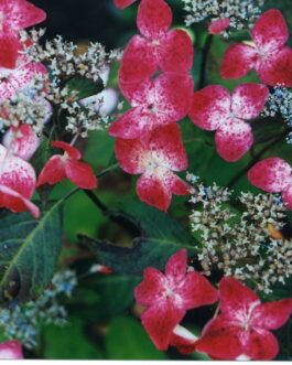 Beni yama - Hydrangea serrata