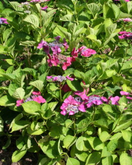 Bergfink - Hydrangea macrophylla (Fleurs plates)