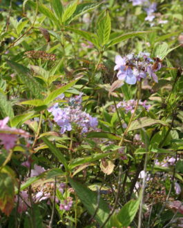 Chinensis - Hydrangea serrata