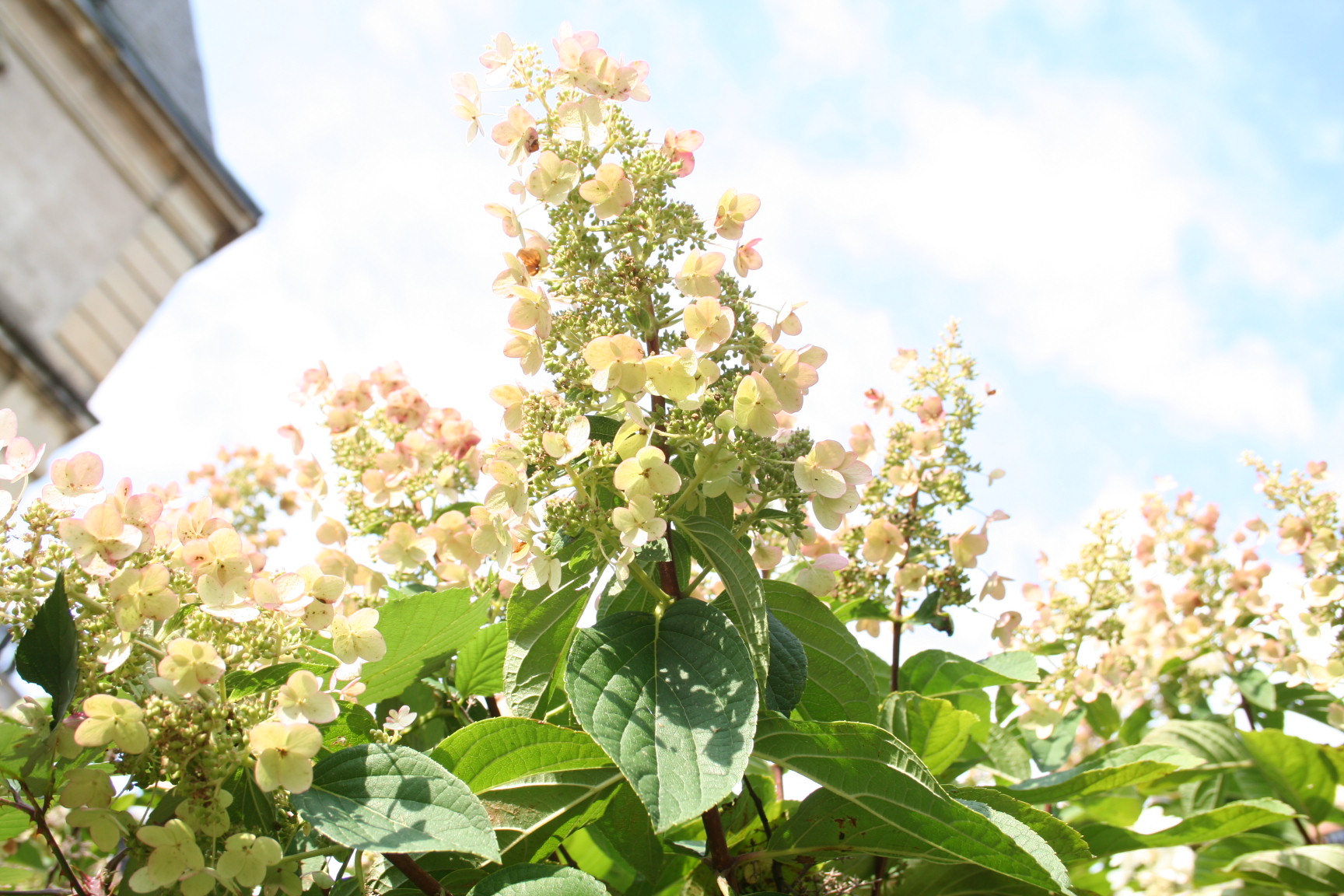 Floribunda - Hydrangea paniculata