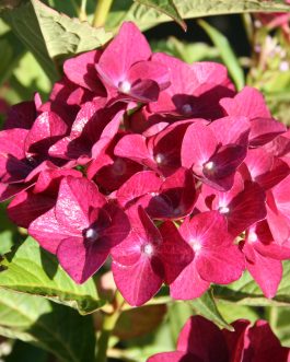 Green Shadow - Hydrangea macrophylla (Fleurs rondes)