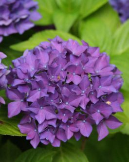 Hobergine - Hydrangea macrophylla (Fleurs rondes)
