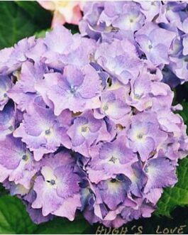 Hugg's Love - Hydrangea macrophylla (Fleurs rondes)