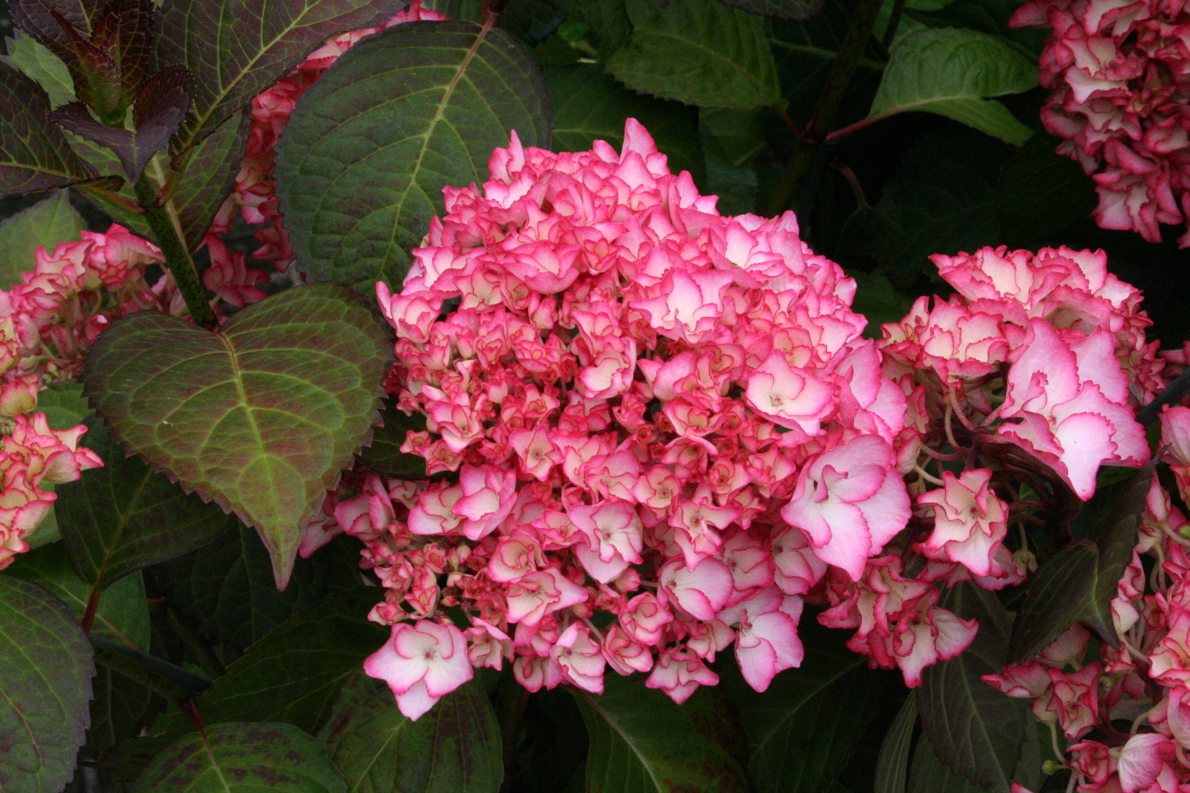 Sabrina - Hydrangea macrophylla (Fleurs rondes) – Image 2