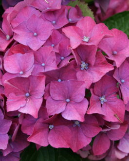 Draps wonder - Hydrangea macrophylla (Fleurs rondes)