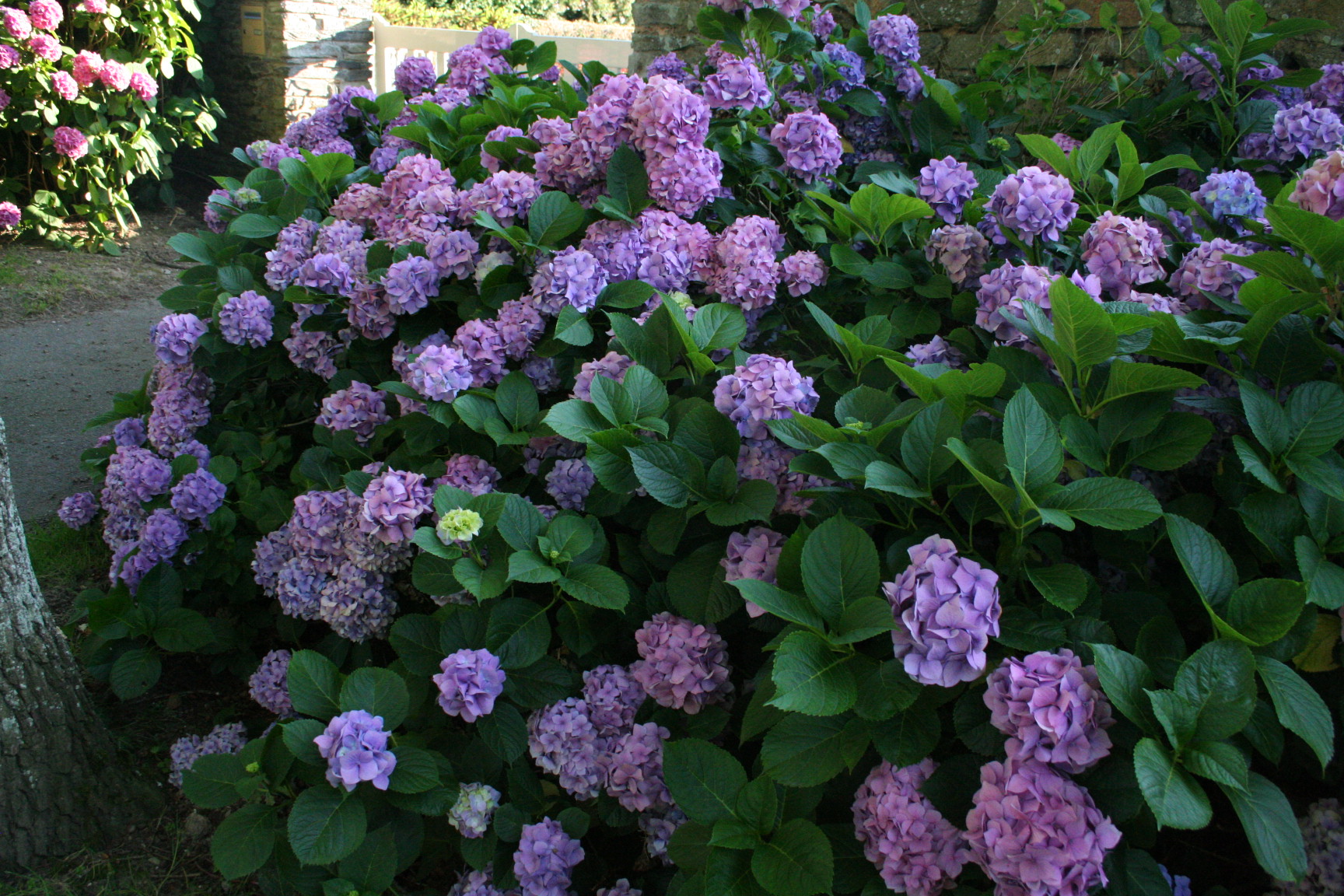 Goliath - Hydrangea macrophylla (Fleurs rondes) – Image 3