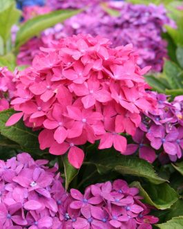 Hornli - Hydrangea macrophylla (Fleurs rondes)