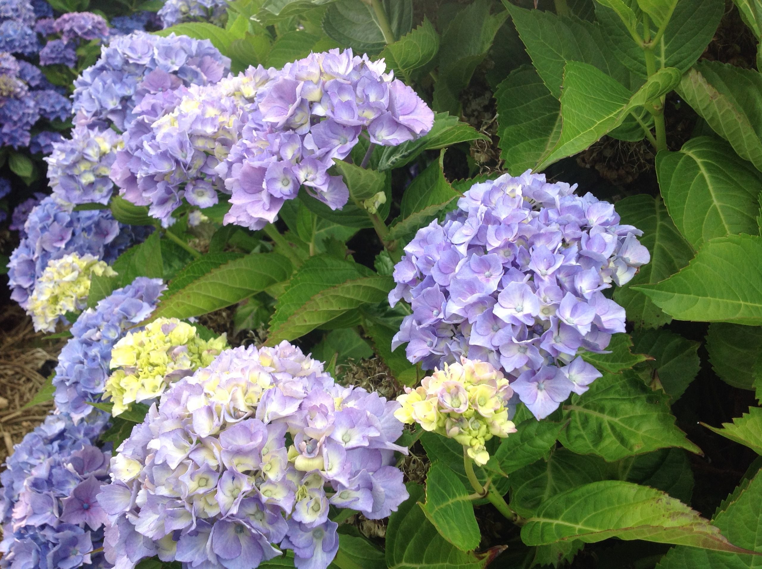 La Marne - Hydrangea macrophylla (Fleurs rondes) – Image 5