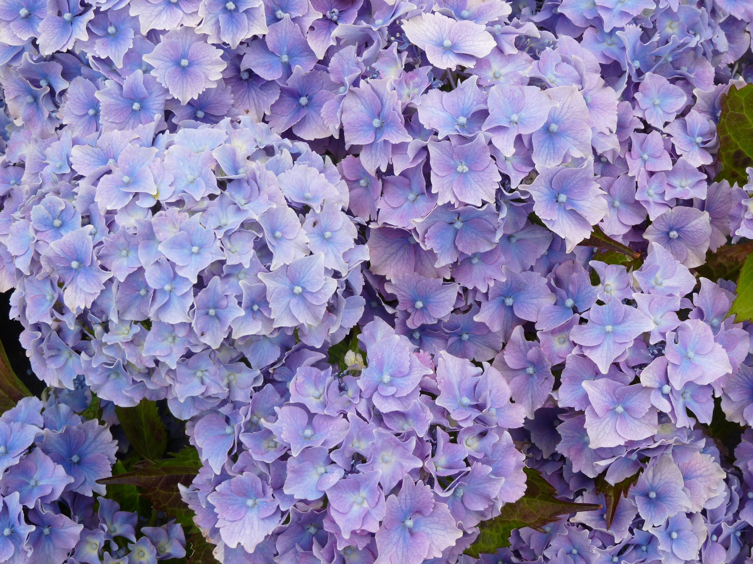 Lancelot - Hydrangea macrophylla (Fleurs rondes) – Image 4