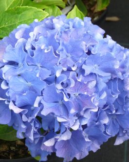 Souvenir du Haut-Bois (obtention 2021) - Hydrangea macrophylla (Fleurs rondes)