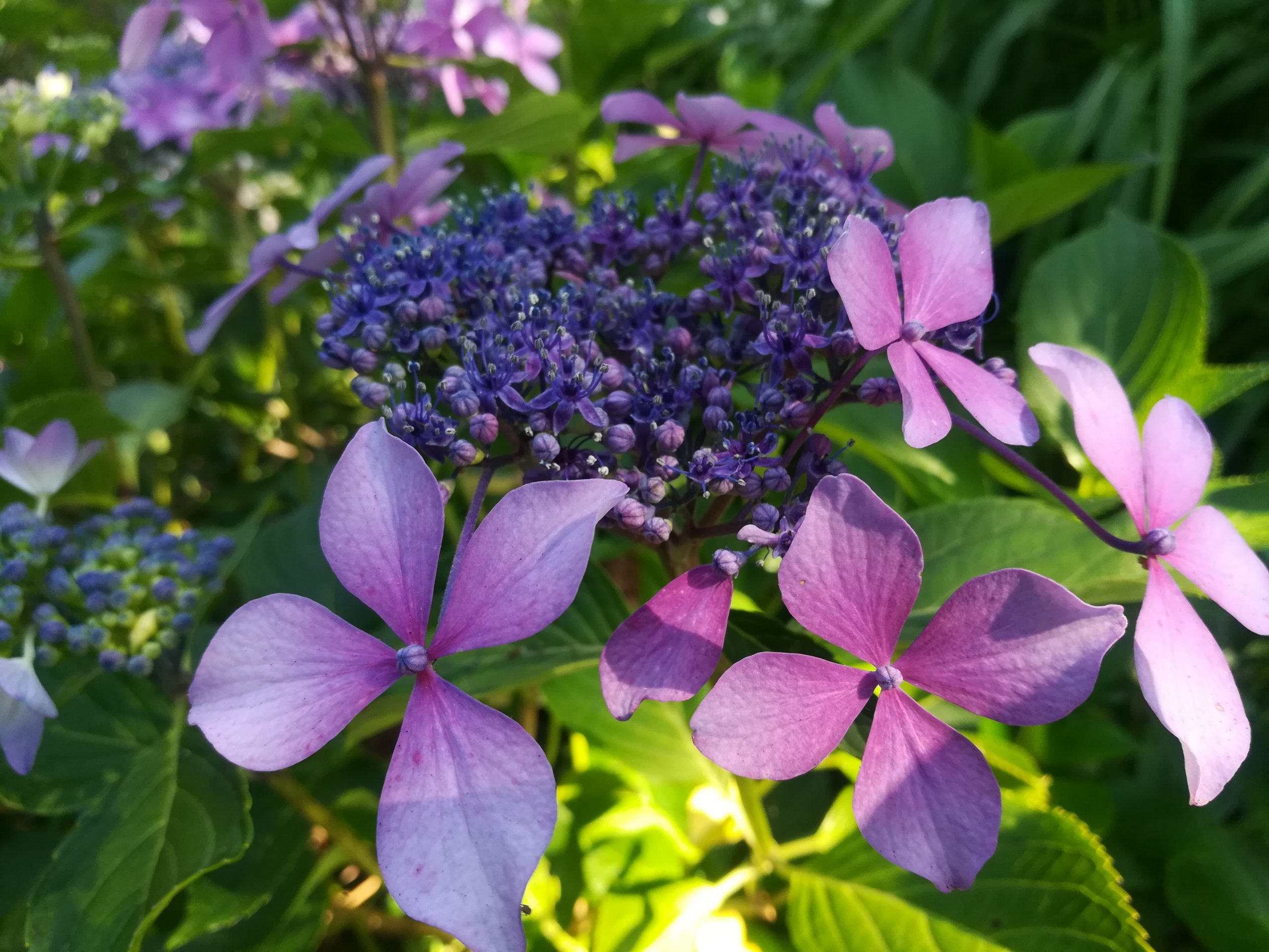 Claudie - Hydrangea macrophylla (Fleurs plates) – Image 3