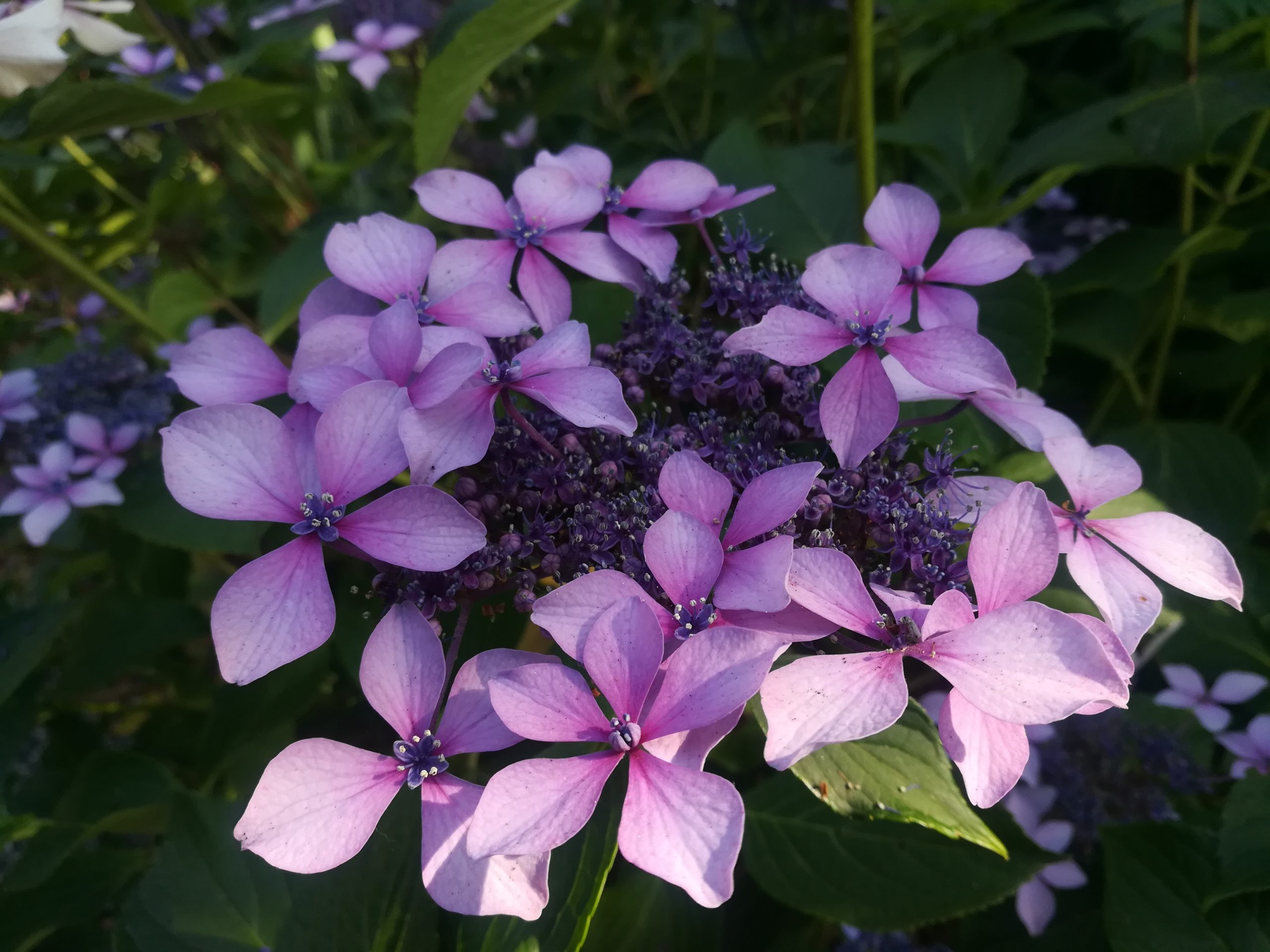 Claudie - Hydrangea macrophylla (Fleurs plates)