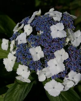 Nadeshiko gaku - Hydrangea macrophylla (Fleurs plates)