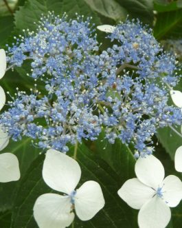 Oddorico - Hydrangea serrata