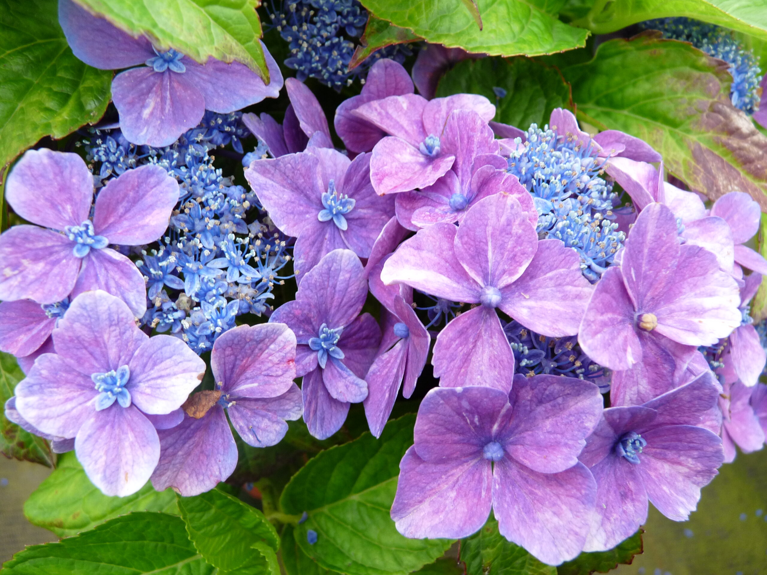 Reclo - Hydrangea macrophylla (Fleurs plates)