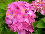Royal - Hydrangea macrophylla (Fleurs rondes)