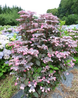 Intermédia - Hydrangea serrata