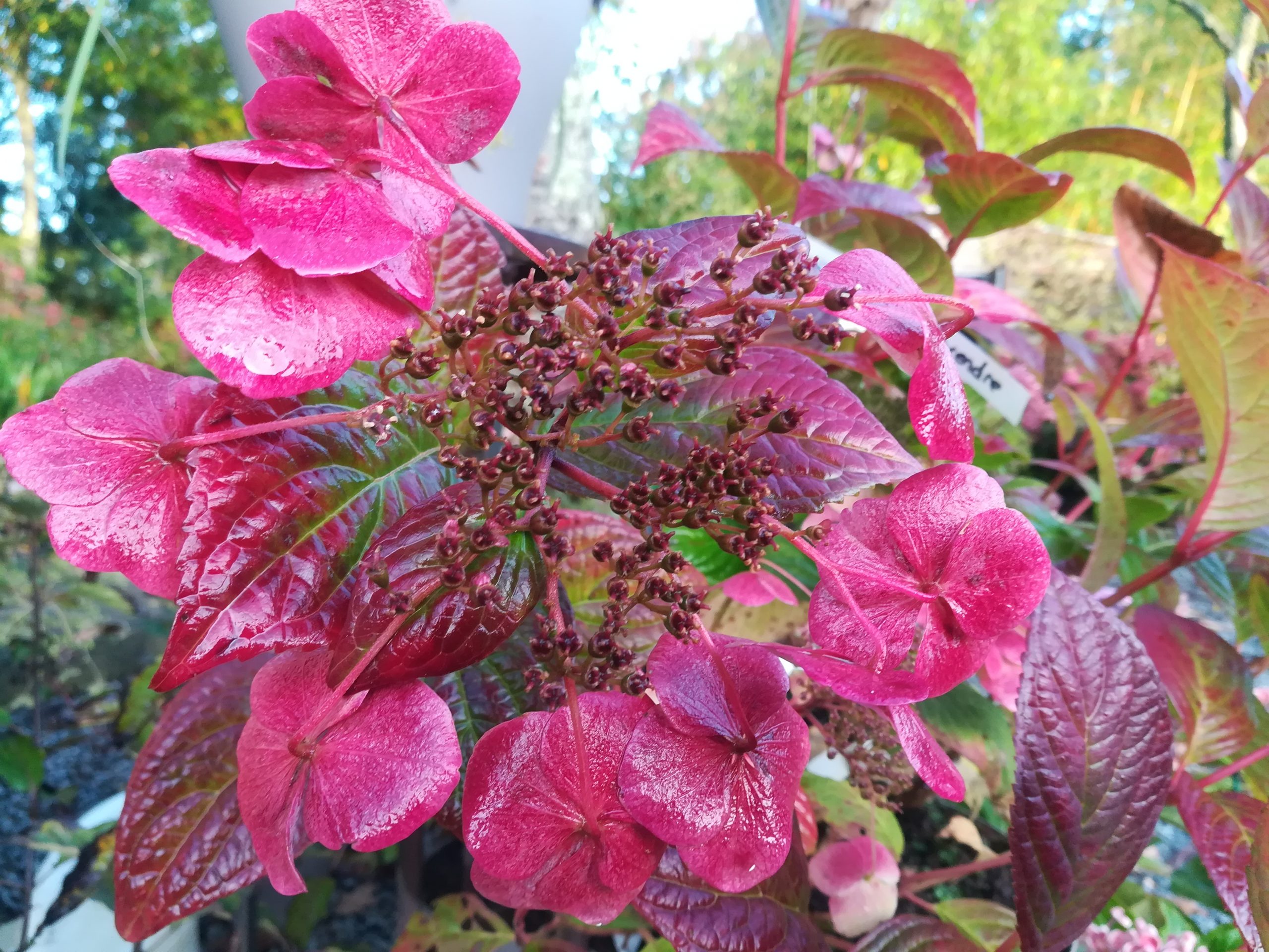 Santiago - Hydrangea macrophylla (Fleurs plates) – Image 6