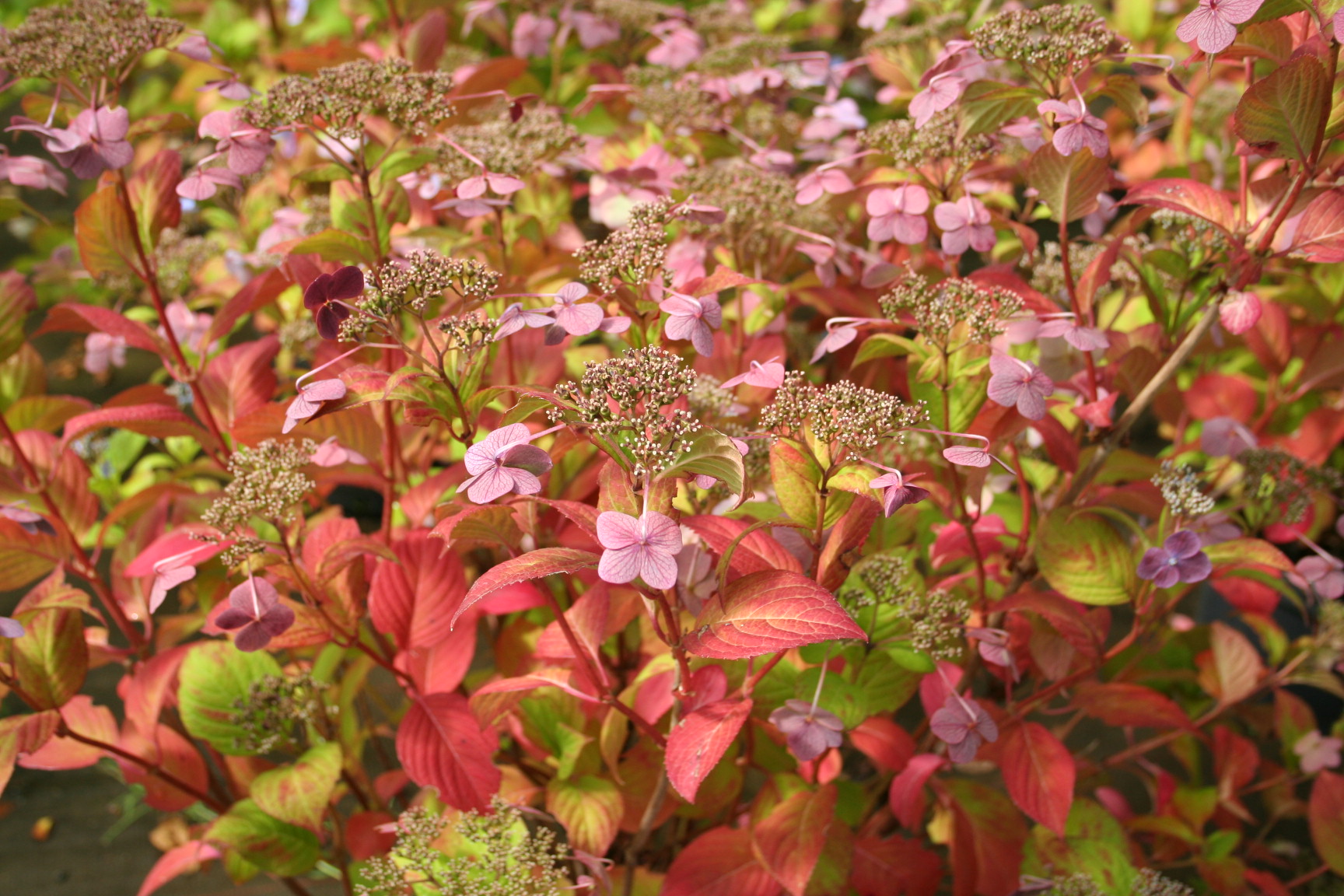 Santiago - Hydrangea macrophylla (Fleurs plates) – Image 5