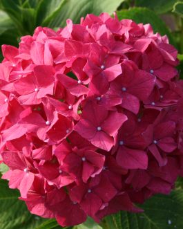 Stockolm - Hydrangea macrophylla (Fleurs rondes)