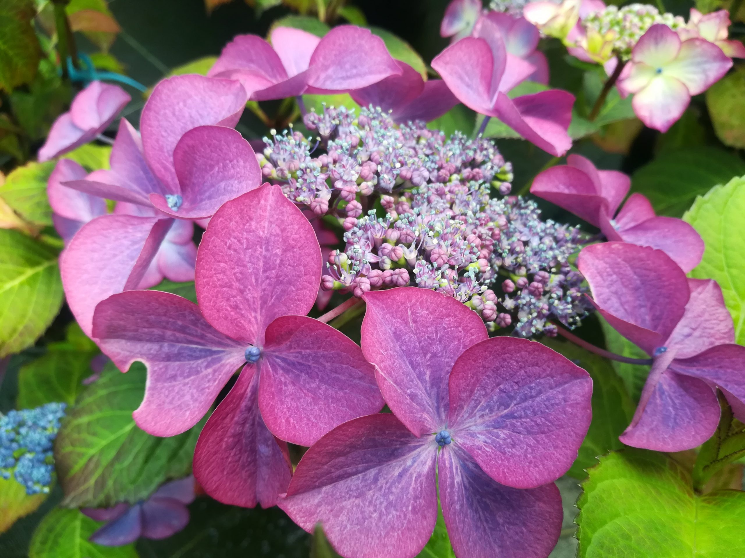 Selina - Hydrangea macrophylla (Fleurs plates)