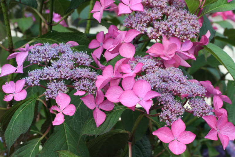 Selina - Hydrangea macrophylla (Fleurs plates) – Image 6