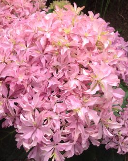 You and me inspire - Hydrangea macrophylla (Fleurs rondes)