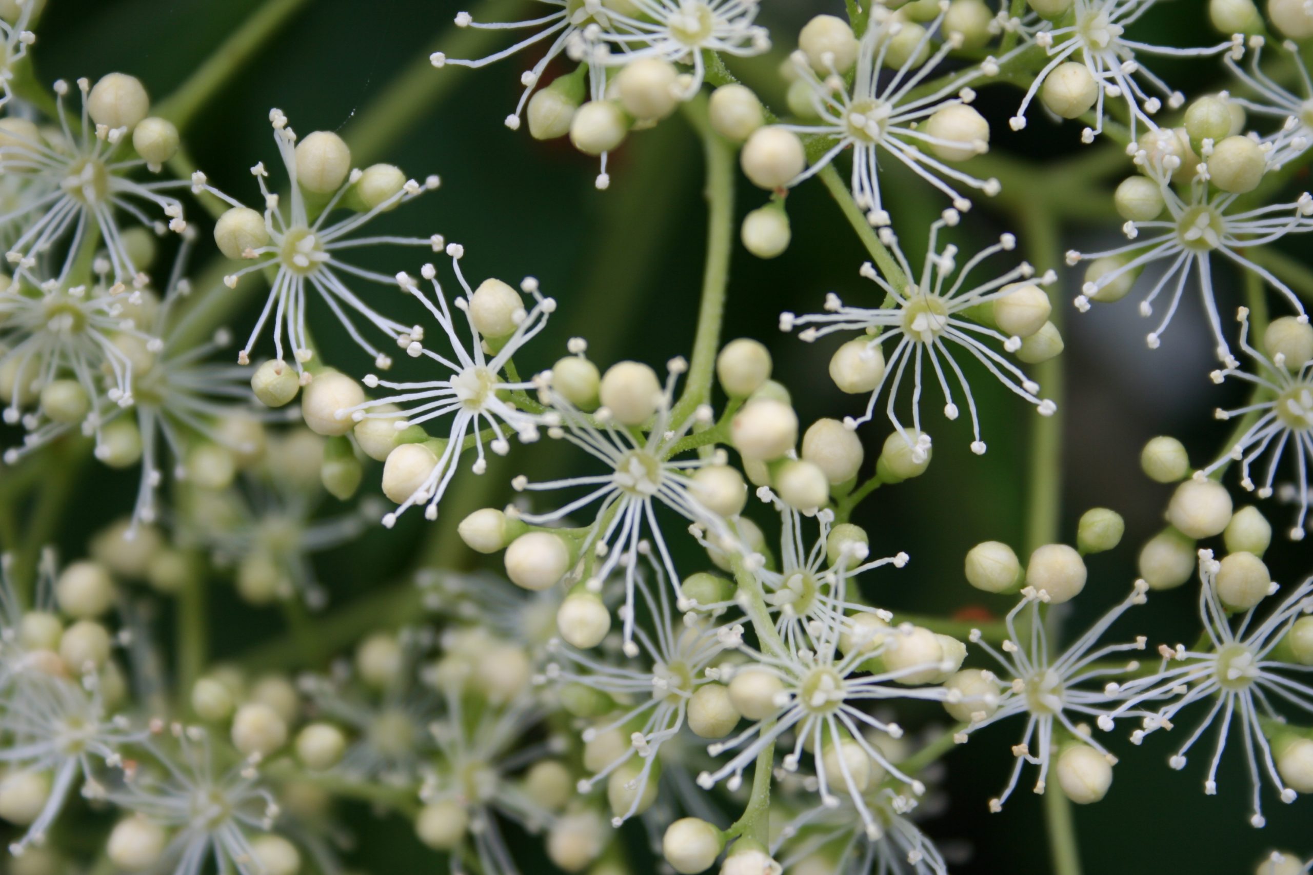 Pétiolaris Silver linning - Hydrangea Grimpant – Image 2