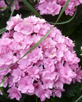 You and me together - Hydrangea macrophylla (Fleurs rondes)