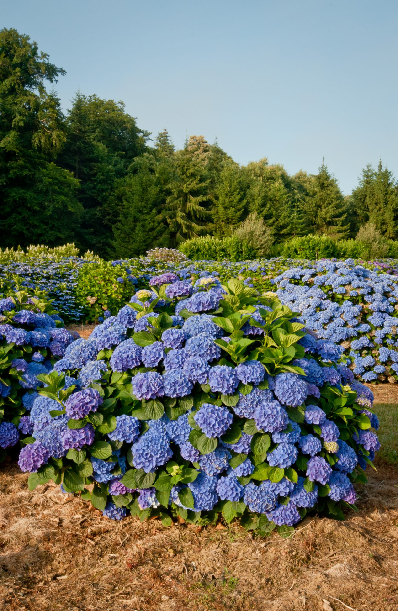 Bénélux - Hydrangea macrophylla (Fleurs rondes) – Image 4