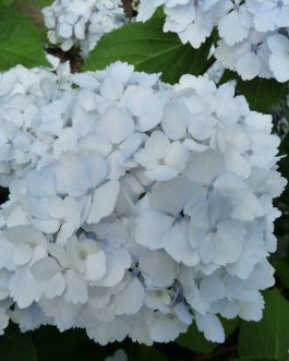 Le cygne - Hydrangea macrophylla (Fleurs rondes)