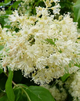 Decumaria Barbara - Autres Hydrangea