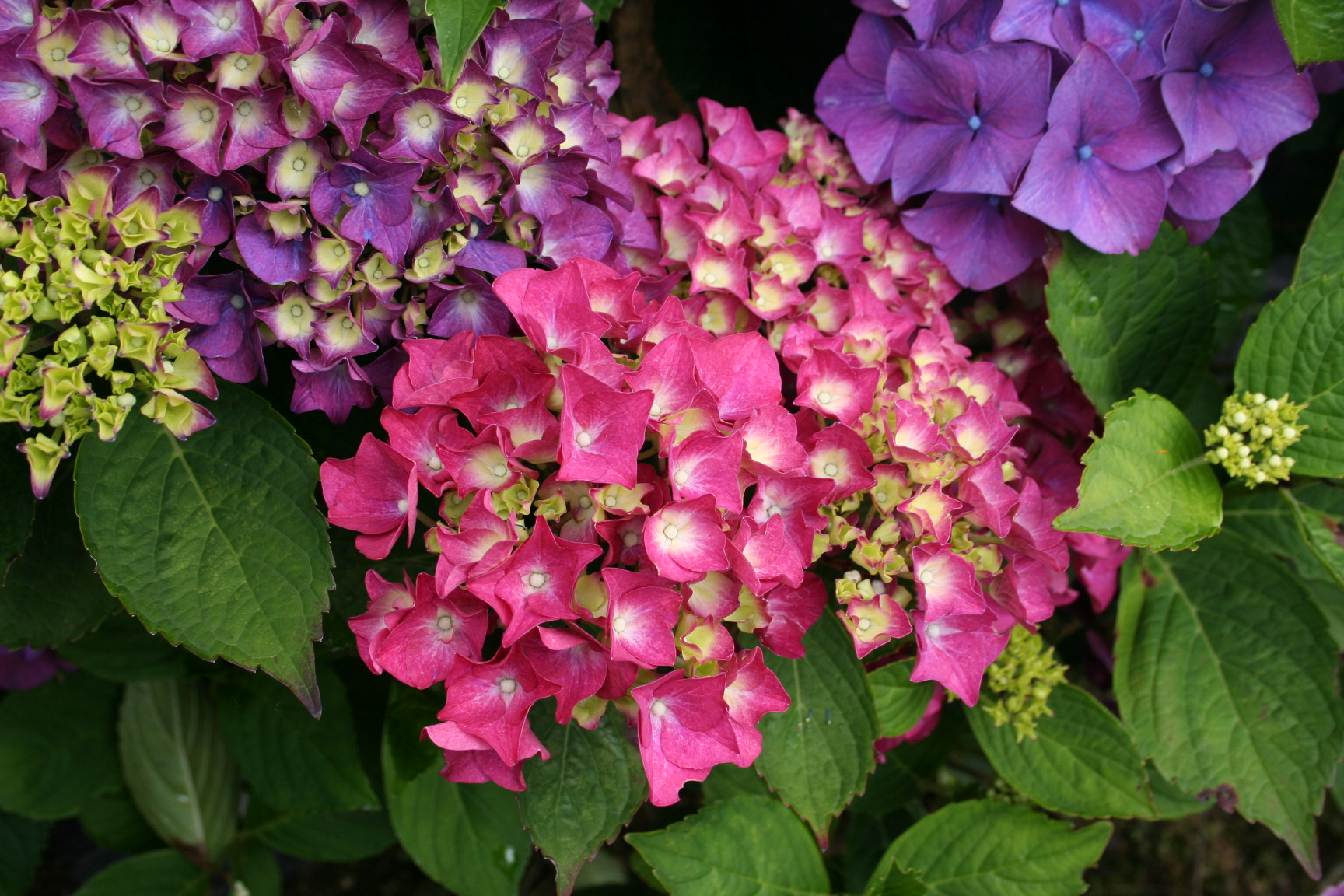 Harry's Red - Hydrangea macrophylla (Fleurs rondes) – Image 2