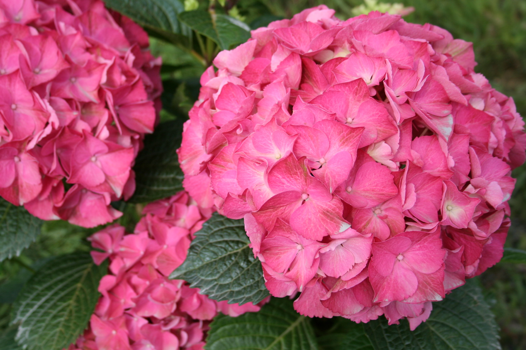 Harry's Red - Hydrangea macrophylla (Fleurs rondes)