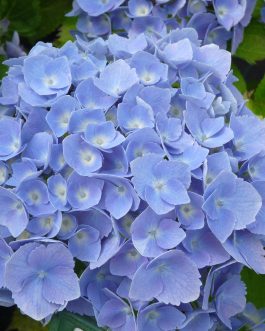 Hambourg - Hydrangea macrophylla (Fleurs rondes)