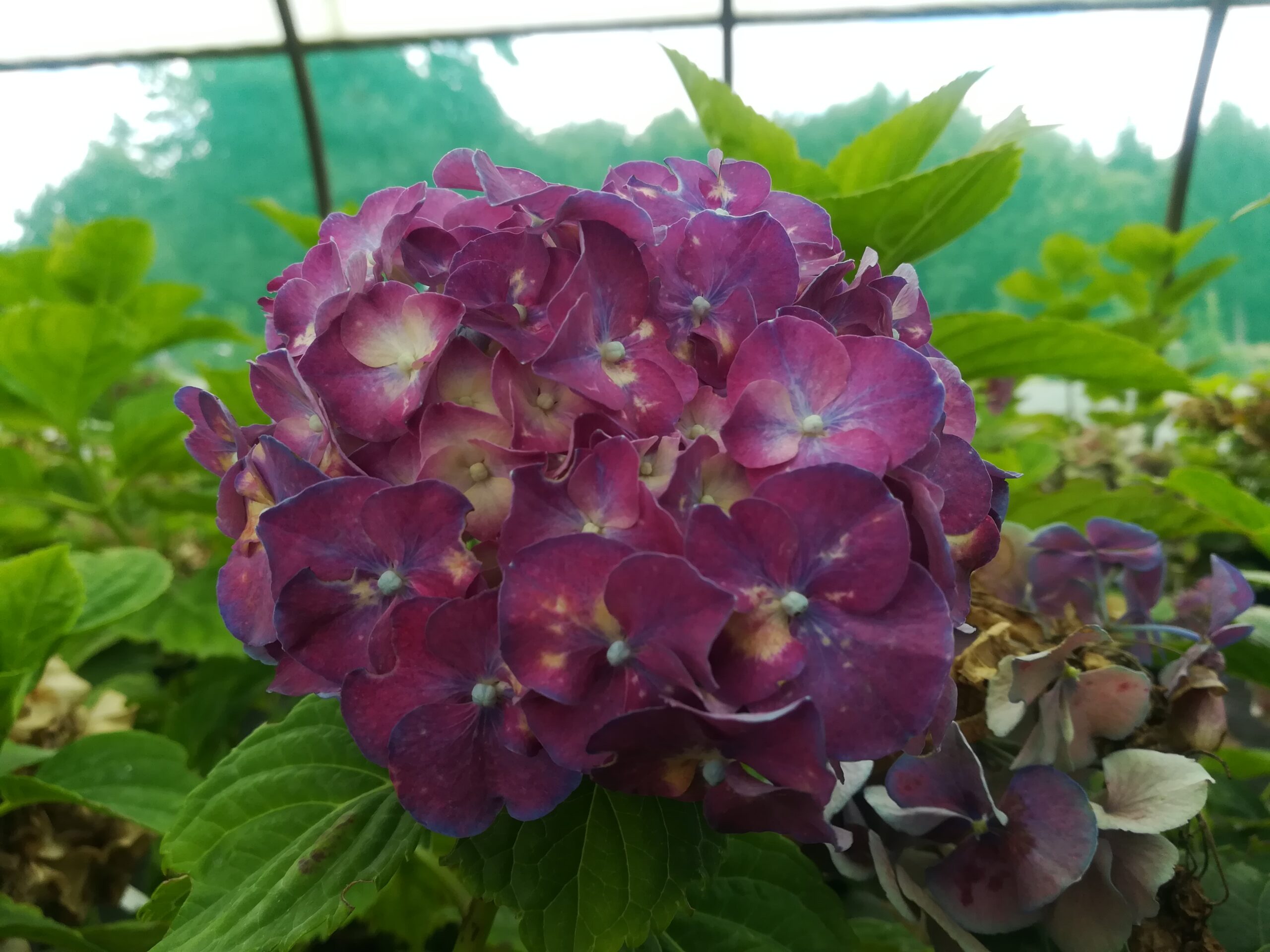 Heinrich Seidel - Hydrangea macrophylla (Fleurs rondes)